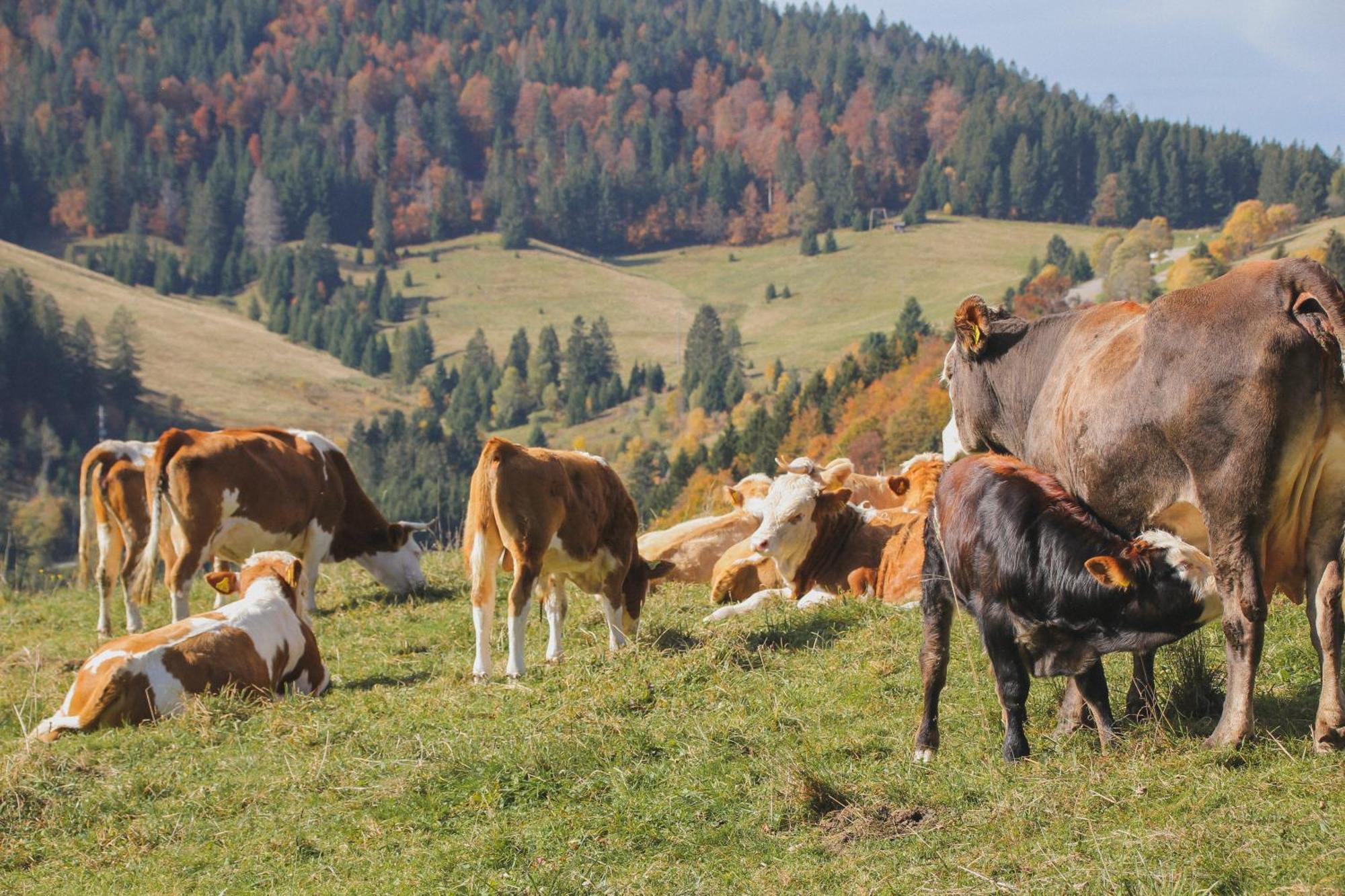 Hotel Schwarzwald-Resort Roessle Todtmoos Luaran gambar